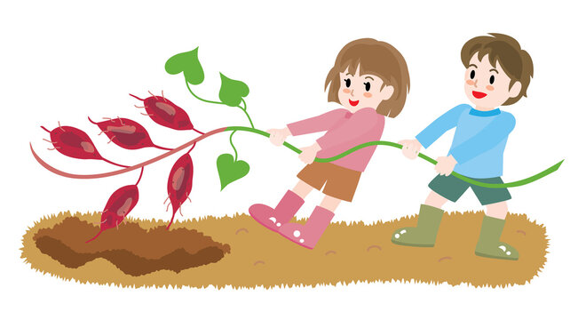 芋掘り Images Browse 817 Stock Photos Vectors And Video Adobe Stock
