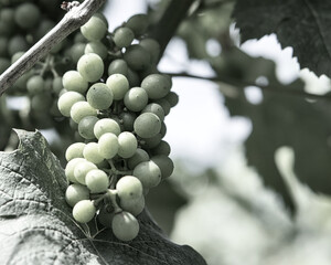 Vineyards in rich colors. The vines with the grapes are ripe. These are taken for consumption or...