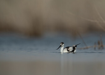 Pied Avocet at Asker marsh, Bahrain