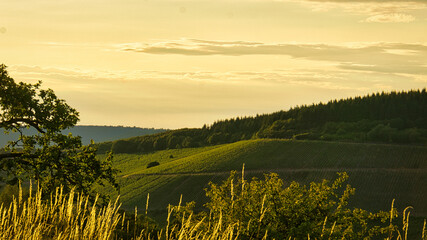 Vineyards in rich colors. The vines with the grapes are ripe. These are taken for consumption or...