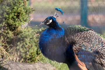 portrait of a blue peacock