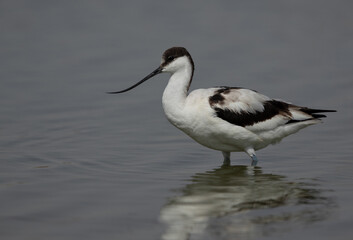 Portrait of a Pied Avocet at Asker marsh, Bahrain