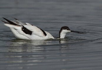 Closeup of  Pied Avocet feeding at Asker marsh, Bahrain