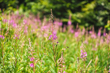 Ivan tea in the Ukrainian carpathians