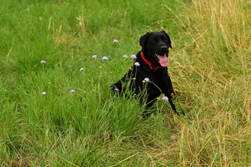 Very cute black labrador dog sitting in a field of purple flowers.