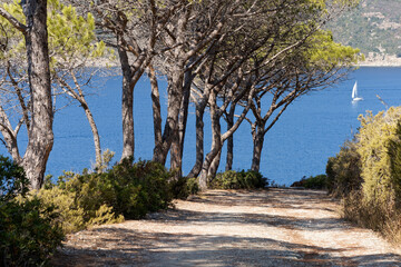 Sandweg mit B&auml;umen vor Mittelmeerk&uuml;ste mit weissem Boot, Elba, Italien
