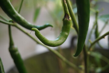 Young green chilly with a natural background. This is one of species of the hottest chilly in the world which Indonesia has.