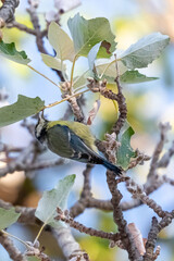blue tit perched on a tree branch