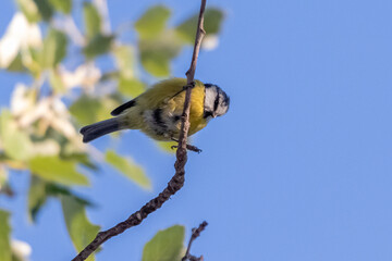 blue tit perched on a tree branch