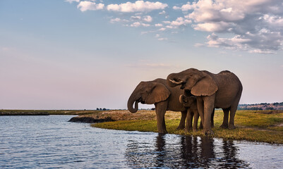 Fototapeta na wymiar Two adult elephants and a small one (Loxodonta africana) drink along the banks of an African river