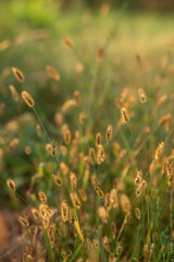 Photo of dry grass at sunset.
