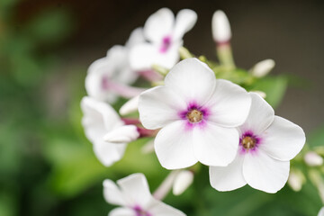 Obraz premium Cataranthus Flower on a flower bed close-up.