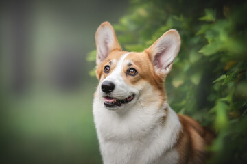 Close-up portrait of a cute female Pembroke Welsh Corgi with large ears and expressive eyebrows sitting in lush green bushes against the backdrop of a bright summer landscape. Mouth is open