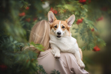 A funny female pembroke welsh corgi with large ears and expressive eyebrows sitting on the shoulder of her owner and looking directly into the camera surrounded by red rowan berries. Mouth is open