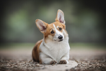 Naklejka na ściany i meble A funny female pembroke welsh corgi with large ears and expressive eyebrows sitting on a platform of small gray stones and looking directly into the camera against the green backdrop