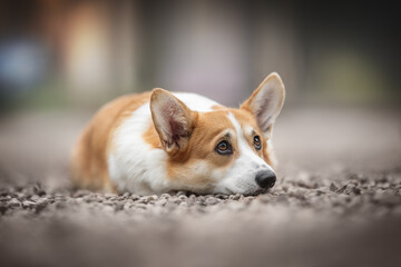 A funny female pembroke welsh corgi with large ears and expressive eyebrows lying on a platform of small gray stones and looking up against the background of a neutral cityscape