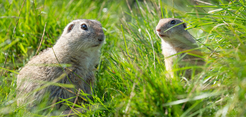 ground squirrel Spermophilus citellus on a meadow