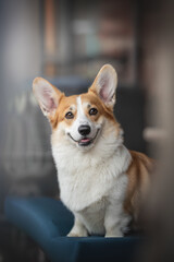 A cute female pembroke welsh corgi with big ears and expressive eyebrows sitting on a blue fabric pillow on a wooden bench against the backdrop of the terrace of an old city cafe
