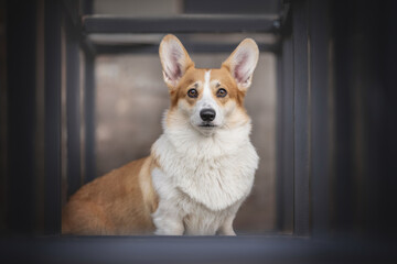 Close-up portrait of a female Pembroke Welsh Corgi with large ears and expressive eyebrows sitting inside a symmetrical metal structure. Urban. Cityscape