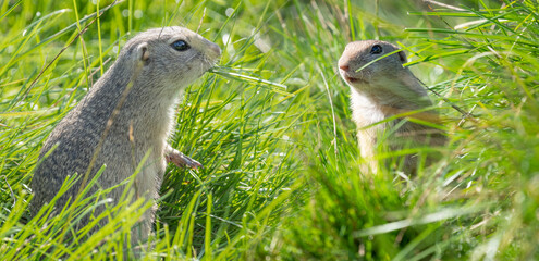 ground squirrel Spermophilus citellus on a meadow