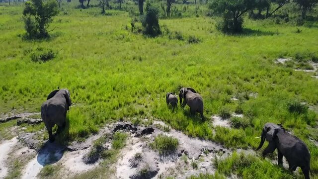Elefanten im Murchison Nationalpark Uganda