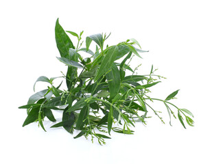 close up Andrographis paniculata plant leaves Ayurveda herbal medicine