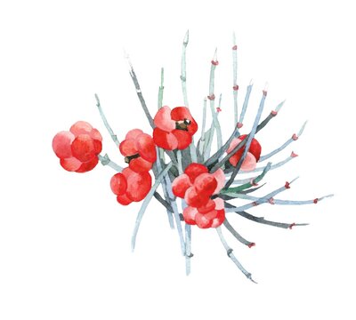 Ephedra berry watercolor isolated on white background illustration for all prints.