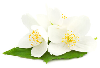 Jasmine flowers isolated on white background. clipping path