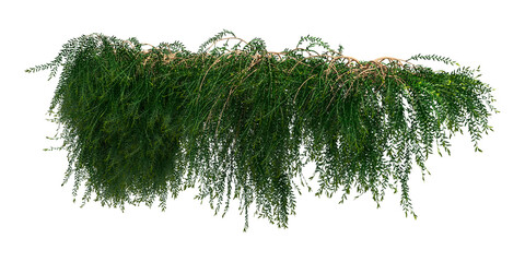 Climbing plants creepers isolated on white background 3d illustration © vik173