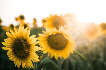 sunflowers field at sunset in summer with blurred background