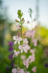 pink flowers in the garden, blurred background