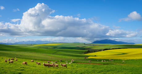 Fototapeta na wymiar Beautiful rolling hills of canola flowers and farmlands in spring. Sheep graze in the fields with the Klipheuwel Wind Farm in the background. Near Caledon, Overberg, Western Cape, South Africa.