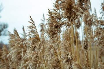 Reeds in the wind