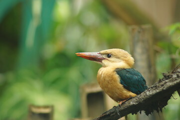 red billed hornbill