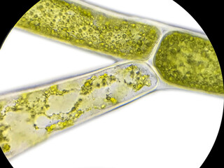 Microscopic view of green algae
