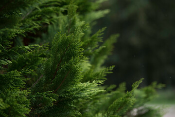 green thuja in a nature park on a cloudy day