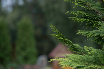 green thuja in a nature park on a cloudy day