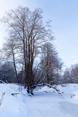 Fototapeta na wymiar deciduous trees covered with snow