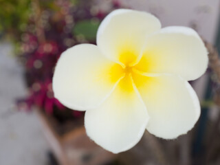 Closeup shot Frangipani flower,Spring background with beautiful white flowers