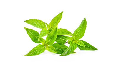 Fresh basil leaf isolated on white background.