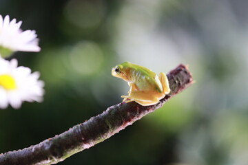 Laubfrosch