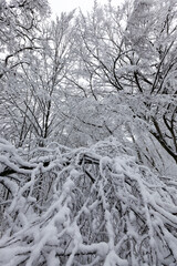 different types of bare deciduous trees without foliage
