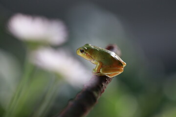 Laubfrosch