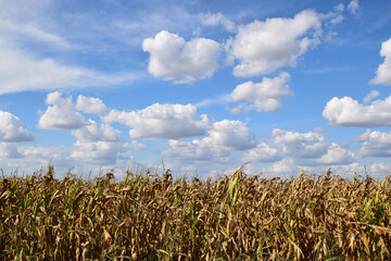 Zrenjanin Serbia corn field