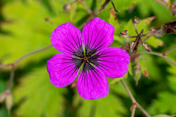 Geranium x Oxonianum 'Wageningen' a summer flowering plant with a pink purple summertime flower commonly known as meadow cranesbill, stock photo image
