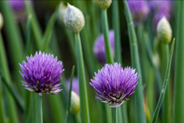 Onion flowers in bloom in summer. Nature.