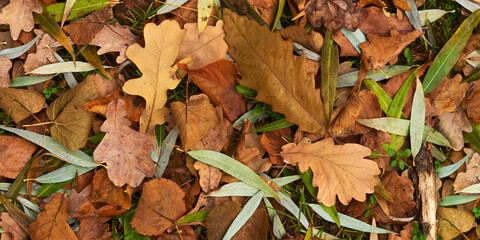 Autumn seasonal background with colorful foliage.