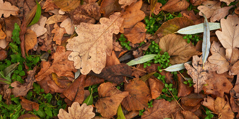 Autumn seasonal background with colorful wet foliage with water drops.