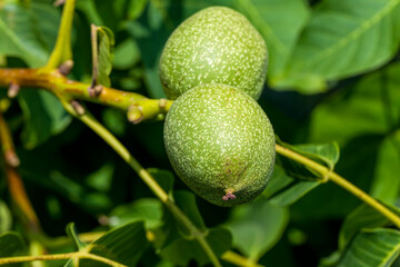 green unripe walnuts in the summer