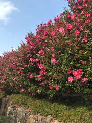 Fototapeta na wymiar Camellia japonica, Jeju Island
